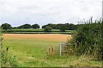  : Warrbridge: Field by Michael Garlick