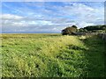 SD3974 : Salt marsh near Wyke Farm by Adrian Taylor