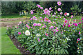 SP2429 : Chastleton House - dahlias by Stephen McKay