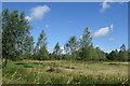 TM3389 : Tree plantation seen from the Earsham road by Bill Harrison