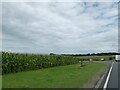 ST8733 : Field of maize at Willoughby Hedge by A303 by David Smith