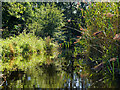 SD4313 : Lagoon, Martin Mere Wetland Centre by David Dixon