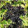 NO5503 : Elderberries by Richard Sutcliffe