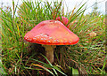 NJ4659 : Fungus by Anne Burgess