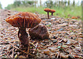 NJ4158 : Forest Fungus by Anne Burgess