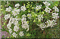 NJ4061 : Hemlock (Conium maculatum) by Anne Burgess