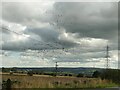 SE1723 : Flock of swallows by Stephen Craven