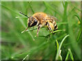 TQ8833 : Yellow-legged Mining Bee by Phil Brandon Hunter