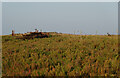 TG0046 : Wreck of the Yankee, Blakeney Point by Hugh Venables