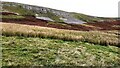 SD9891 : Sheep grazing on moorland around Blue Scar by Roger Templeman