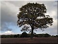 SP2582 : Oak tree marking a lost field boundary, Meriden by A J Paxton