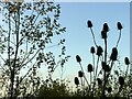 SK4929 : Maple and teasels by Alan Murray-Rust