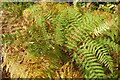 SO7744 : Bracken on Malvern Common by Philip Halling