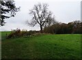 NZ1455 : Bare hedgerow trees beside Pontburn Woods by Robert Graham