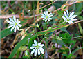 NT2660 : Lesser Stitchwort (Stellaria graminea) by Anne Burgess