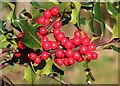 NT2961 : Holly Berries by Anne Burgess