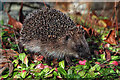 NT4936 : A November hedgehog by Walter Baxter