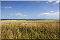 NO7055 : Wheat field between Craig and Dunninald, Angus by Adrian Diack