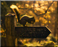 SD8286 : Red Squirrel on the bridleway by Andy Stephenson