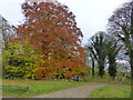 SK4663 : Autumnal beech tree close to the car park, Hardwick Hall by Ruth Sharville