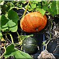 TF9007 : Holme Hale Hall Gardens: Winter squash by Michael Garlick