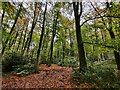 SK5116 : Jubilee Wood at the Outwoods by Mat Fascione