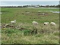 SD4561 : Salt marsh with grazing sheep by Christine Johnstone