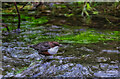 SK1865 : Dipper in the Lathkill by Andy Stephenson