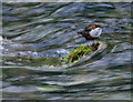 SK1865 : Dipper on the lookout by Andy Stephenson