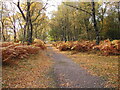 SJ9819 : Autumn scene on Cannock Chase AONB by Rod Grealish