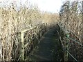 SE7043 : Boardwalk through a reedbed, Wheldrake Ings by Christine Johnstone