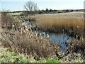 TA1035 : Noddle Hill Nature Reserve, Kingston upon Hull by Bernard Sharp