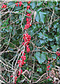 TF4070 : Black Bryony (Dioscorea communis) by Anne Burgess