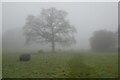 SO7540 : Tree in fog by Philip Halling