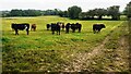 NY1939 : Cows in field on south side of road between Bothel and Torpenhow by Roger Templeman