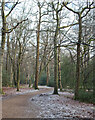 TQ4499 : Frosty Forest Walk near Theydon Bois, Epping Forest by Roger Jones