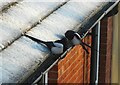 SJ9594 : Magpies on a frosty roof by Gerald England