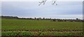 TM3868 : Looking towards East Wood from Wolsey House Farm by Christopher Hilton