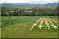 SX9581 : Daffodil field at Westlake Farm by Derek Harper