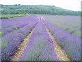 TQ5263 : The Hop Shop Lavender fields by Nigel Freeman