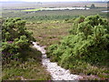 SU2001 : Whitten Bottom from Holmsley Ridge, New Forest by Jim Champion