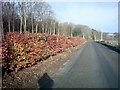 TM3672 : Beech Hedge by Lodge Wood by Geographer