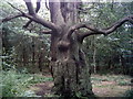 SK6267 : One of the many amazing trees in Sherwood Forest by Neil Atterby