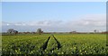 SE5936 : Oilseed Rape,  Wistow by John Hope