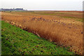 SE9125 : Whitton Ness - Humber marshlands by David Wright