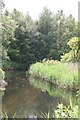 TF9528 : River Wensum near Pensthorpe, Norfolk by Geoff Barber