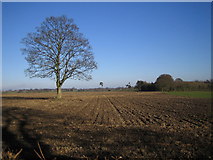  : Chipperfield: Lone tree in farmland off Bucks Hill road by Nigel Cox