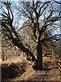 SD7212 : Weird old twisted tree near Eagley brook by Margaret Clough