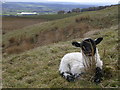 NS6979 : Lamb Hiding in the Grass by Chris Upson