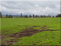  : Sheep pasture, Brothershiels. by Richard Webb